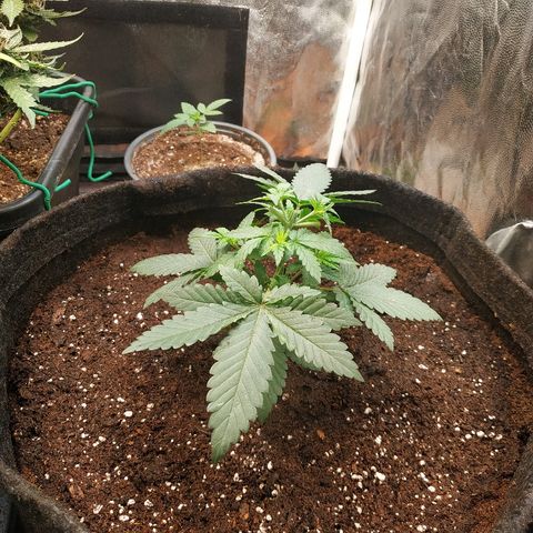 BCN Critical XXL growlog timeline photo