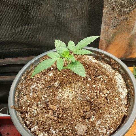 BCN Critical XXL 2 growlog timeline photo