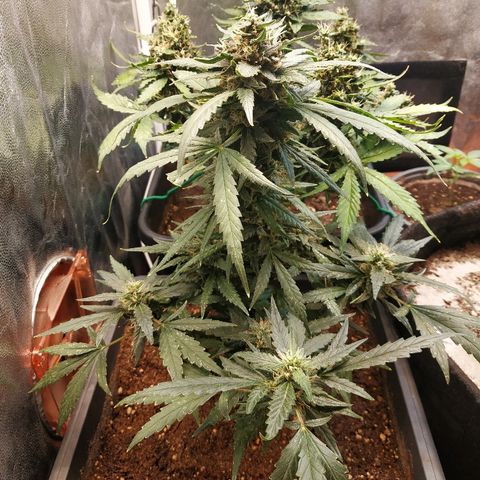 Auto White Widow 2 growlog timeline photo