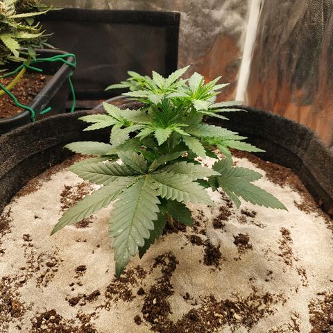 BCN Critical XXL growlog timeline photo