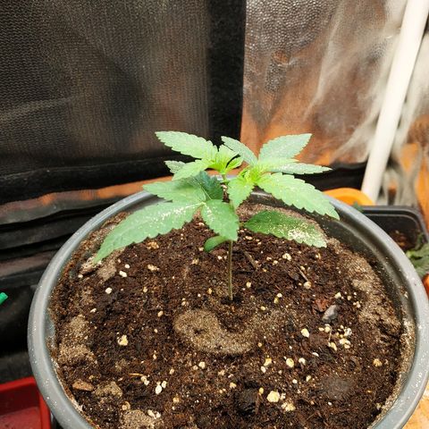 BCN Critical XXL 2 growlog timeline photo