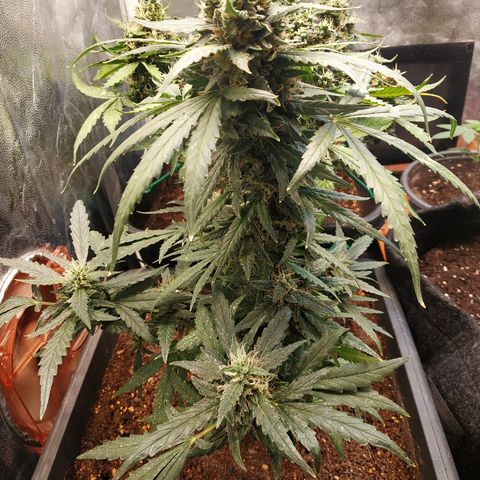 Auto White Widow 2 growlog timeline photo