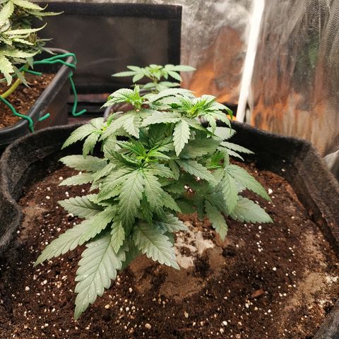 BCN Critical XXL growlog timeline photo
