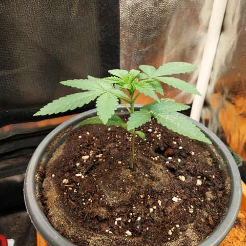 BCN Critical XXL 2 growlog timeline photo