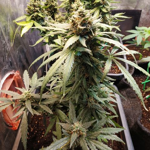Auto White Widow 2 growlog timeline photo
