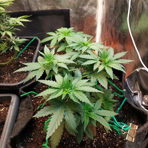 BCN Critical XXL growlog timeline photo
