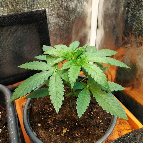 BCN Critical XXL 2 growlog timeline photo
