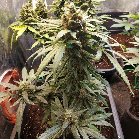 Auto White Widow 2 growlog timeline photo