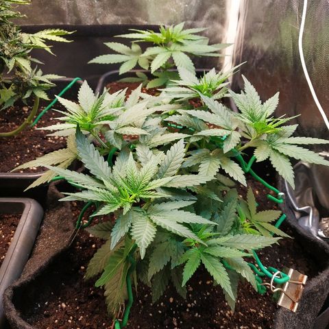 BCN Critical XXL growlog timeline photo