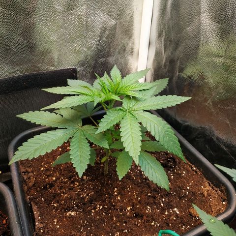 BCN Critical XXL 2 growlog timeline photo