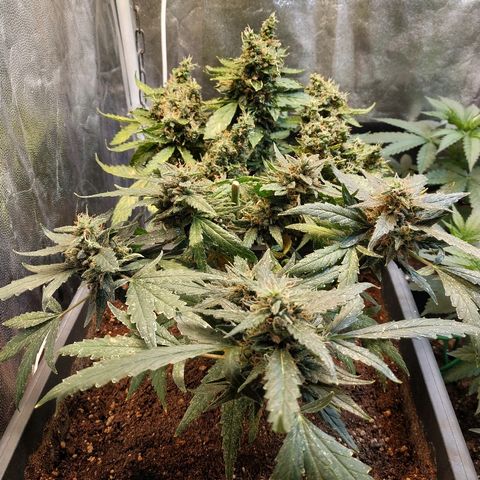 Auto White Widow 2 growlog timeline photo