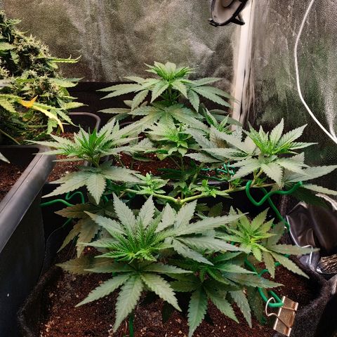 BCN Critical XXL growlog timeline photo