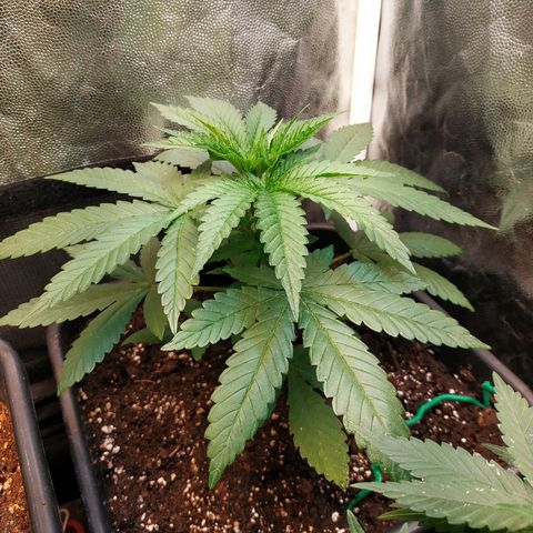 BCN Critical XXL 2 growlog timeline photo