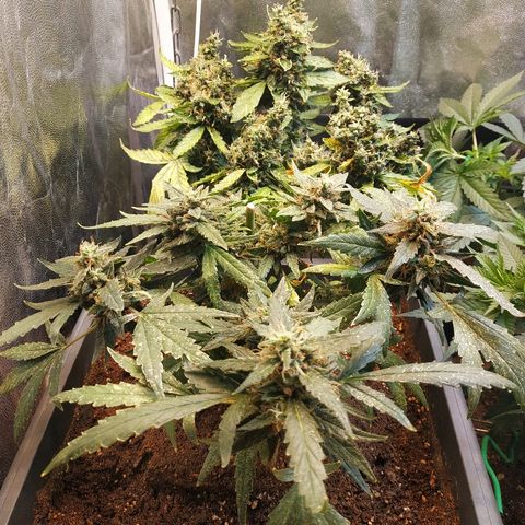 Auto White Widow 2 growlog timeline photo
