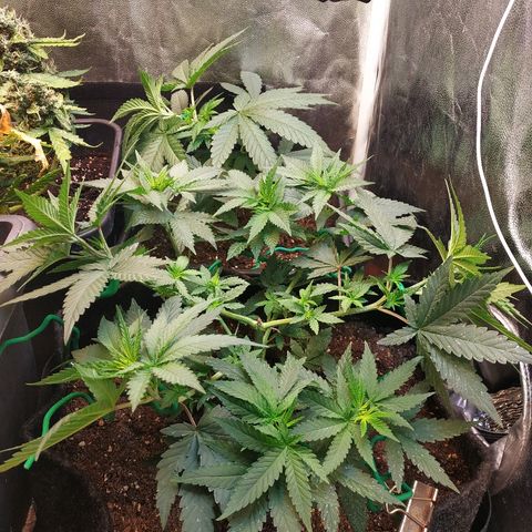 BCN Critical XXL growlog timeline photo