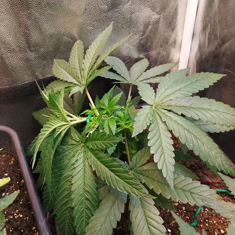 BCN Critical XXL 2 growlog timeline photo
