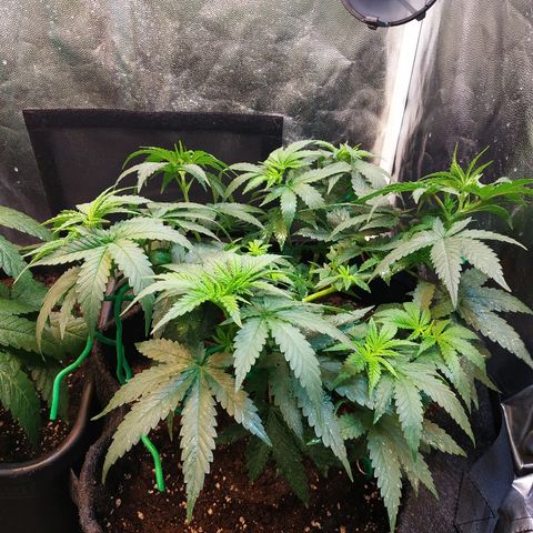 BCN Critical XXL growlog timeline photo