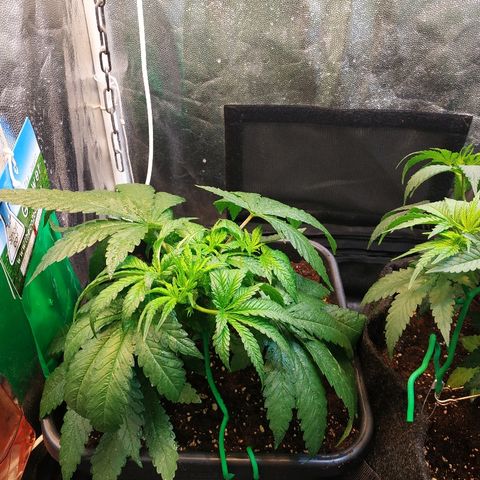 BCN Critical XXL 2 growlog timeline photo