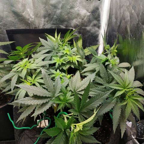 BCN Critical XXL growlog timeline photo