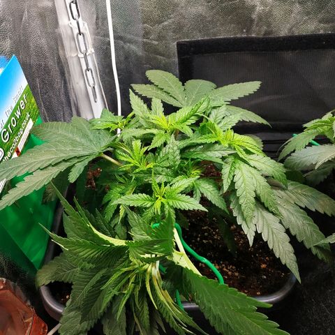 BCN Critical XXL 2 growlog timeline photo