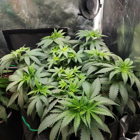 BCN Critical XXL growlog timeline photo