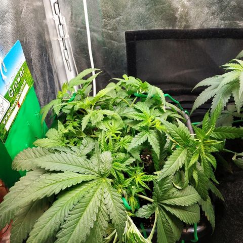 BCN Critical XXL 2 growlog timeline photo