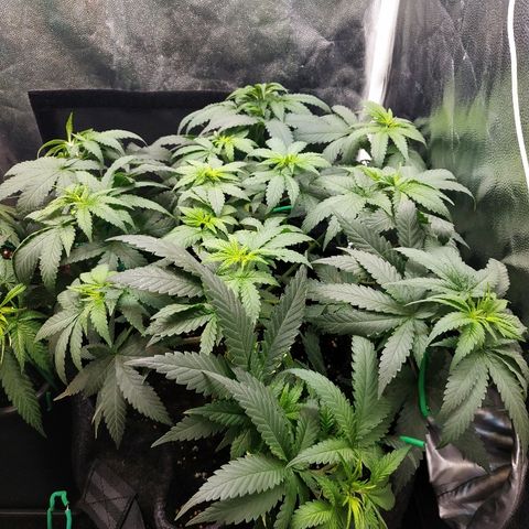 BCN Critical XXL growlog timeline photo