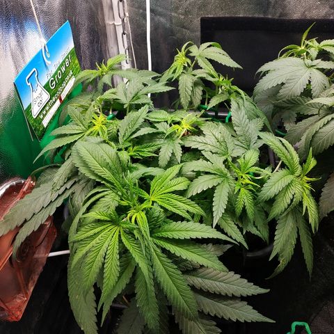 BCN Critical XXL 2 growlog timeline photo