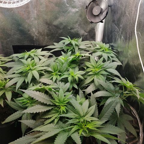 BCN Critical XXL growlog timeline photo
