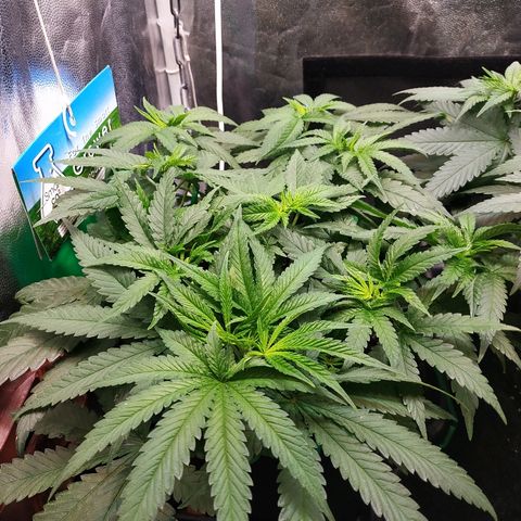 BCN Critical XXL 2 growlog timeline photo