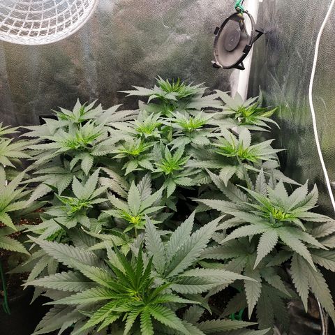 BCN Critical XXL growlog timeline photo