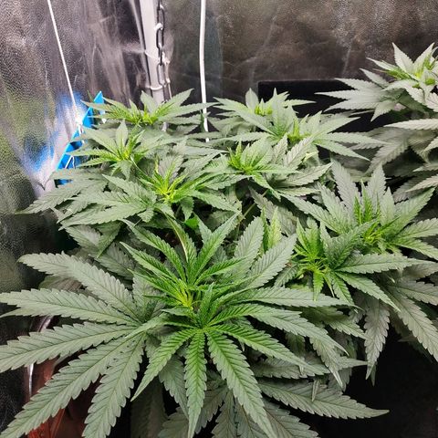 BCN Critical XXL 2 growlog timeline photo