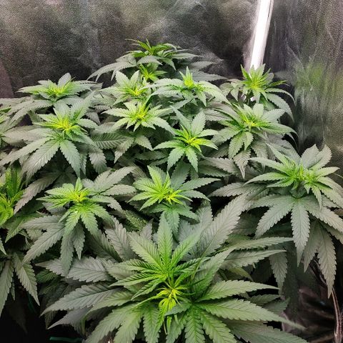 BCN Critical XXL growlog timeline photo