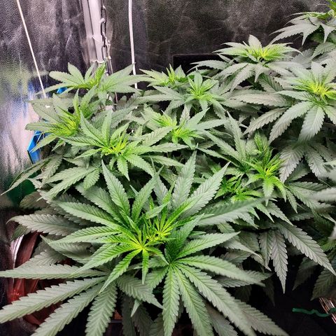 BCN Critical XXL 2 growlog timeline photo