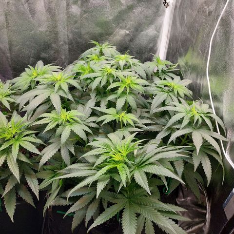 BCN Critical XXL growlog timeline photo