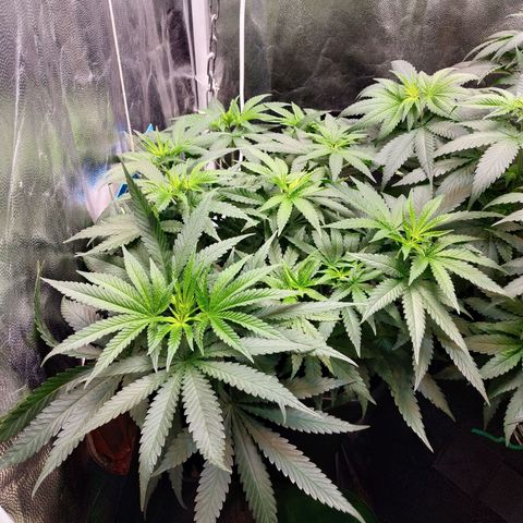 BCN Critical XXL 2 growlog timeline photo