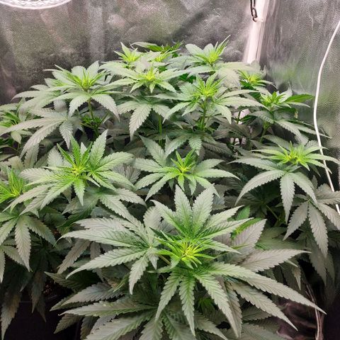 BCN Critical XXL growlog timeline photo