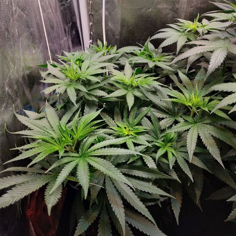 BCN Critical XXL 2 growlog timeline photo