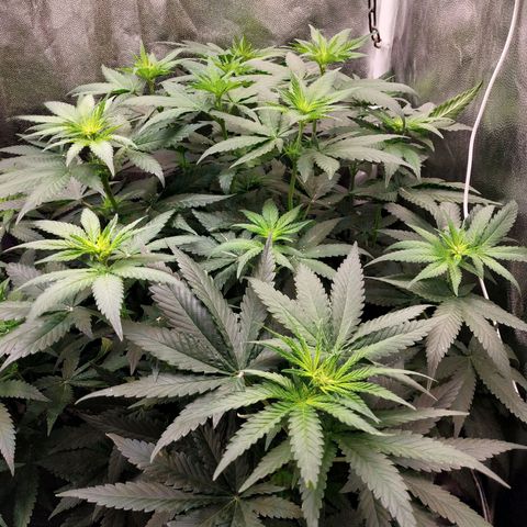 BCN Critical XXL growlog timeline photo