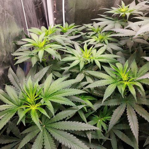 BCN Critical XXL 2 growlog timeline photo