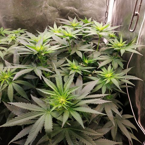 BCN Critical XXL growlog timeline photo
