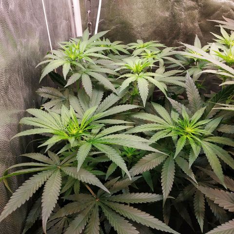 BCN Critical XXL 2 growlog timeline photo