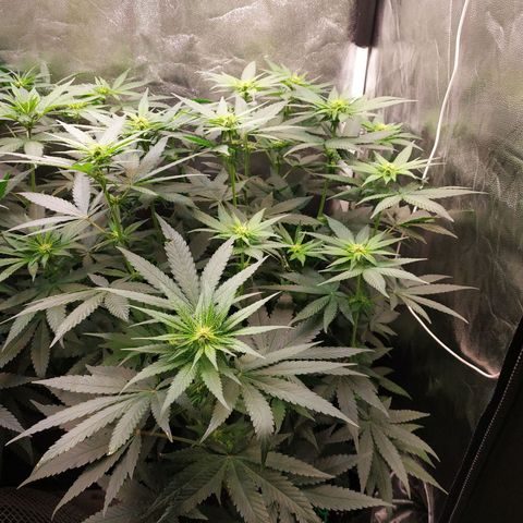 BCN Critical XXL growlog timeline photo