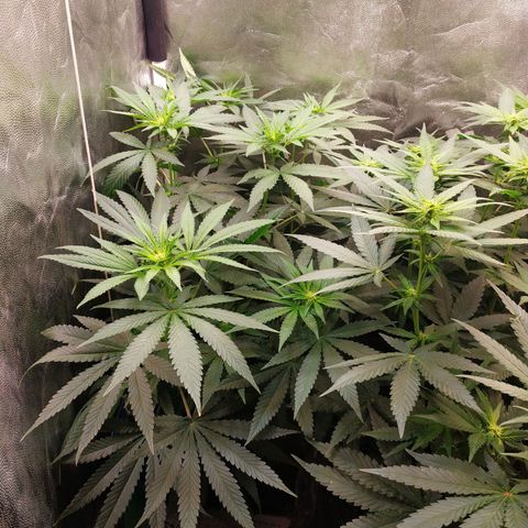 BCN Critical XXL 2 growlog timeline photo