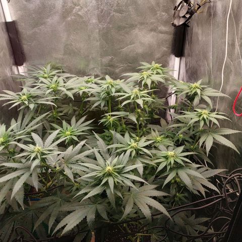 BCN Critical XXL growlog timeline photo
