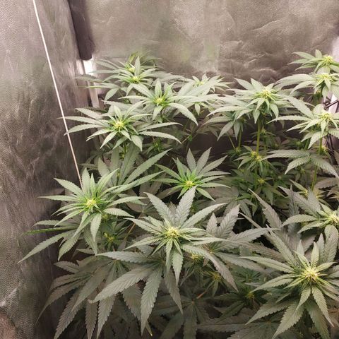 BCN Critical XXL 2 growlog timeline photo