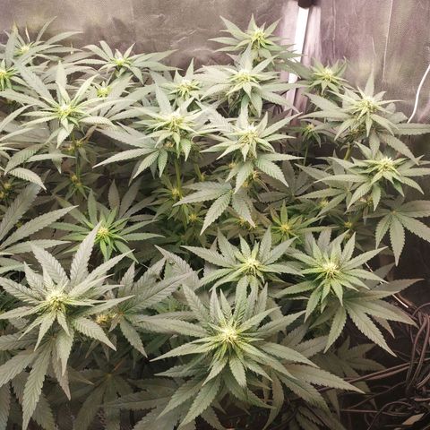 BCN Critical XXL growlog timeline photo