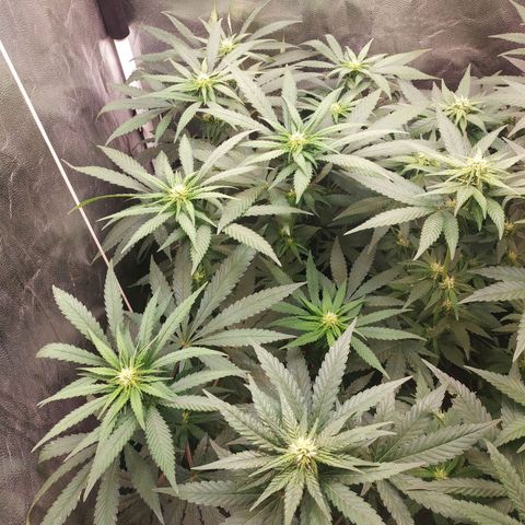 BCN Critical XXL 2 growlog timeline photo