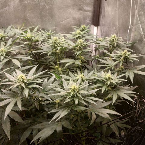 BCN Critical XXL growlog timeline photo