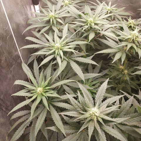 BCN Critical XXL 2 growlog timeline photo